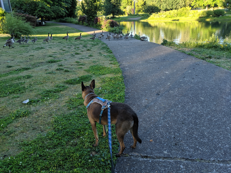 Illustration for article titled A walk in Eugene, Oregon